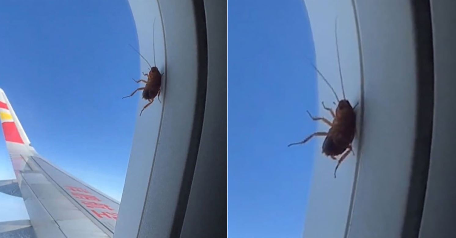 lipas masih hidup melekat luar tingkap pesawat curi perhatian ramai