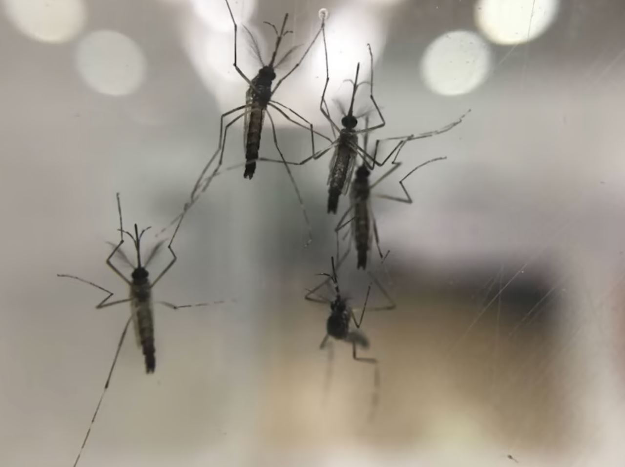 50 juta nyamuk aedes berwolbachia dilepaskan ke 28 kawasan seluruh malaysia