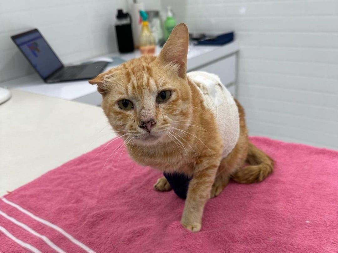 netizen terkejut oyen elmina sudah tiada