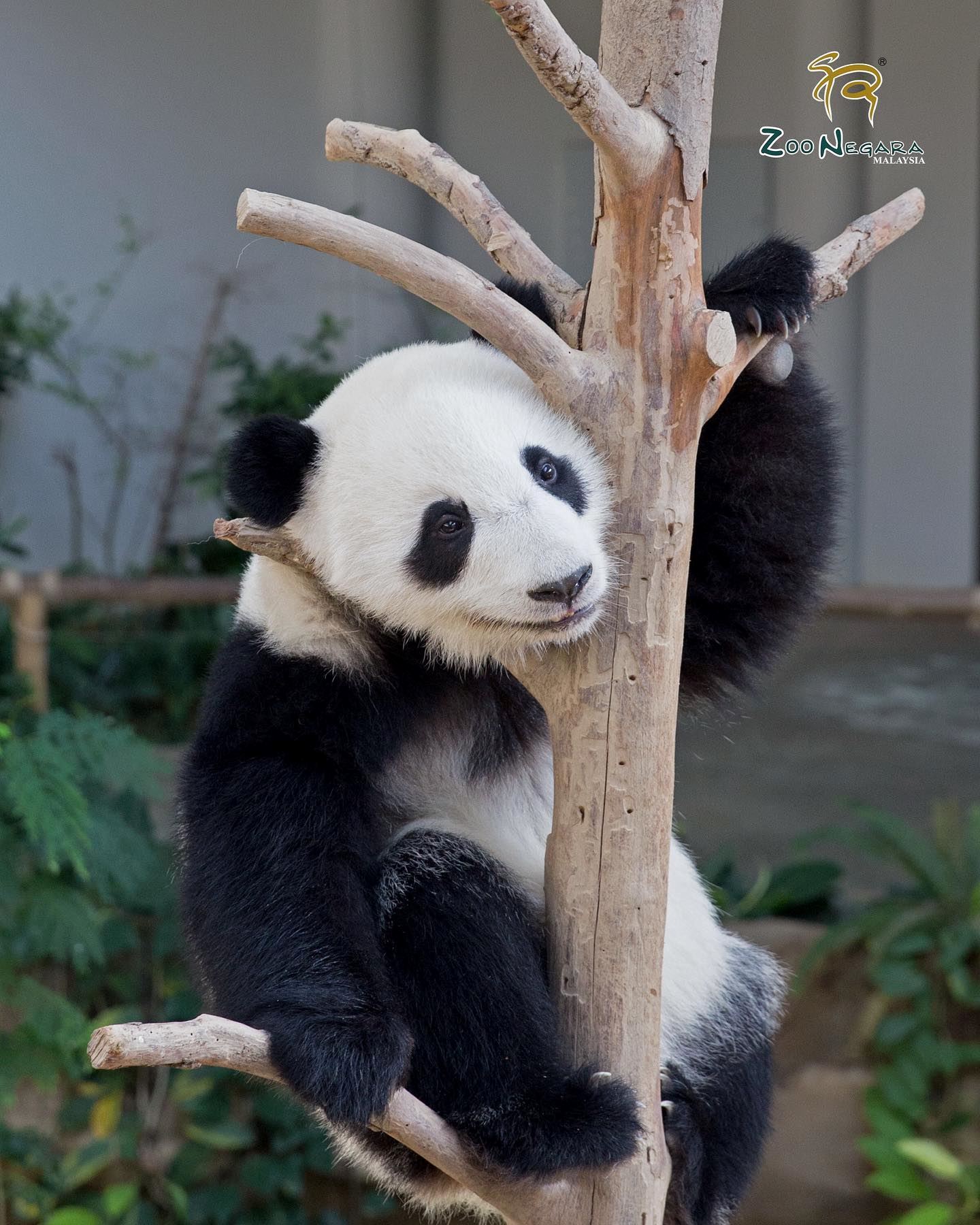 谊谊和升谊今天回中国❗再见啦在大马出生的熊猫宝宝💕