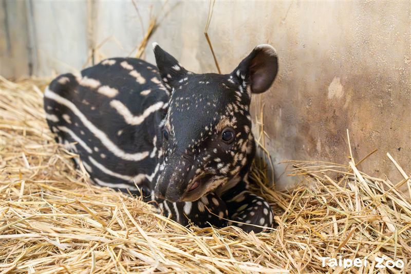 柯佳嬿被动物园邀帮马来貘宝宝取名❗留言三字网友直呼神取名🔥
