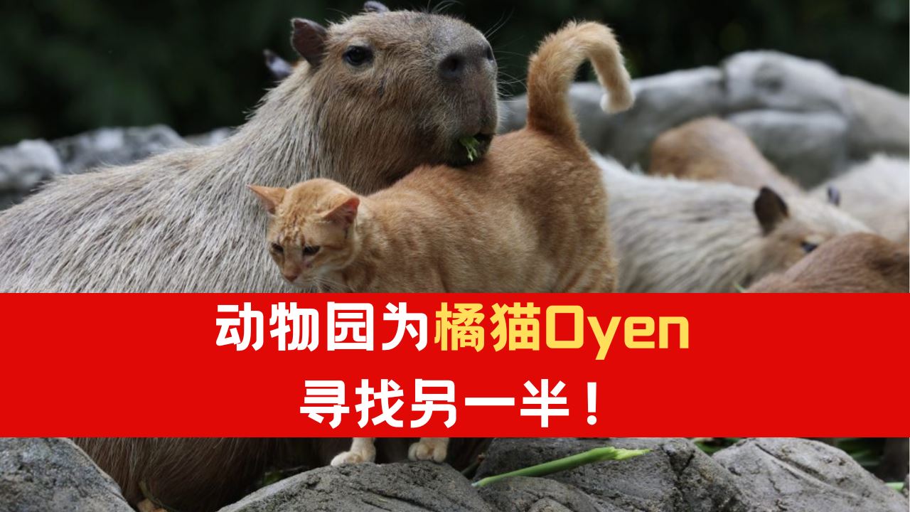 oyen_1.png