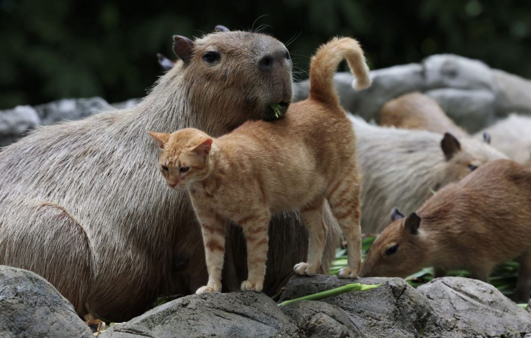 动物园欲为橘猫oyen寻找另一半！希望是同龄猫咪！