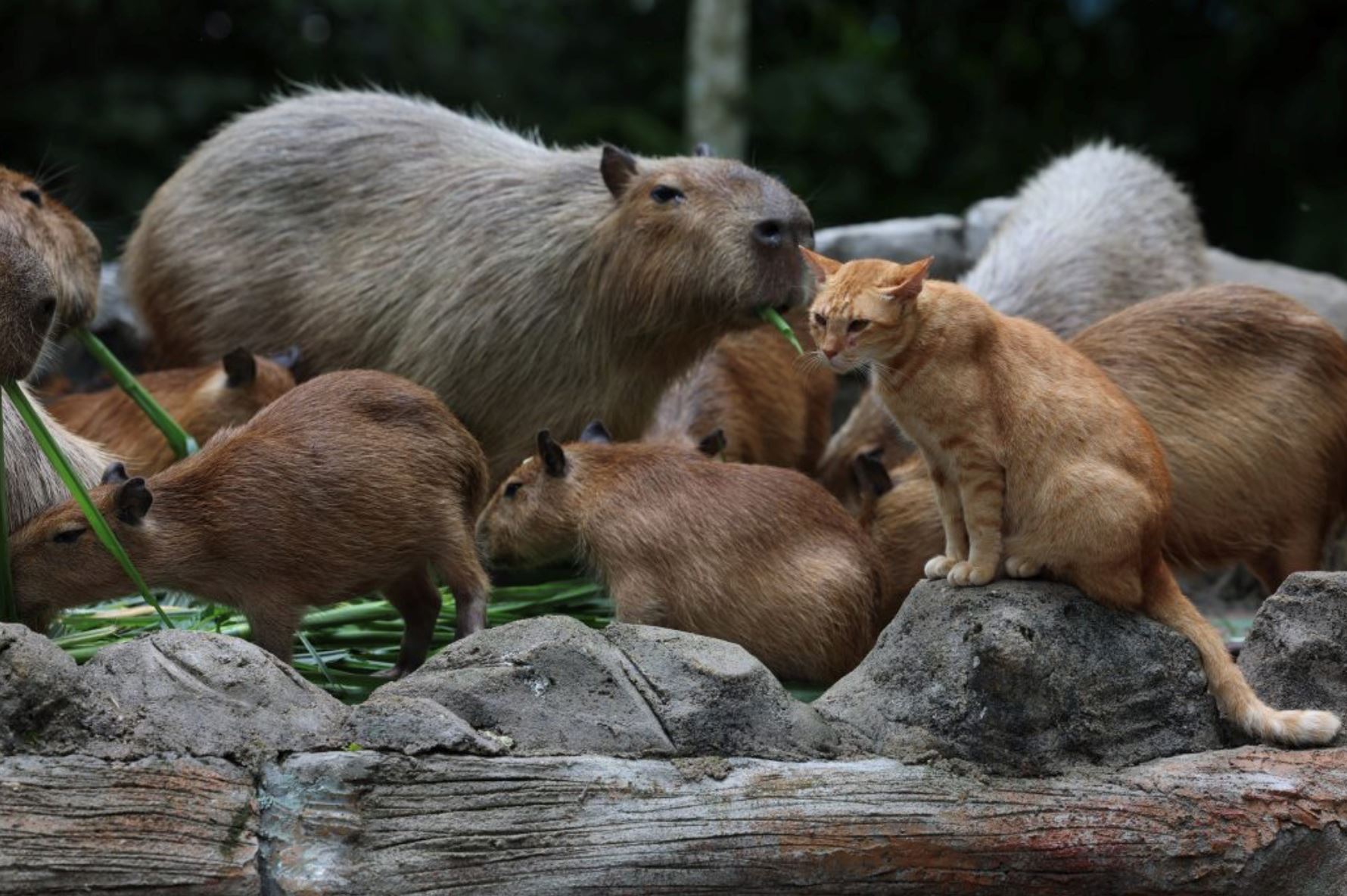 动物园欲为橘猫oyen寻找另一半！希望是同龄猫咪！
