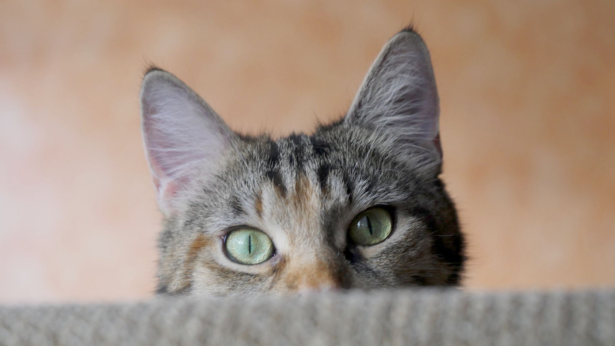 hanya kucing sahaja boleh dengar bunyi dari video ini. jom try!