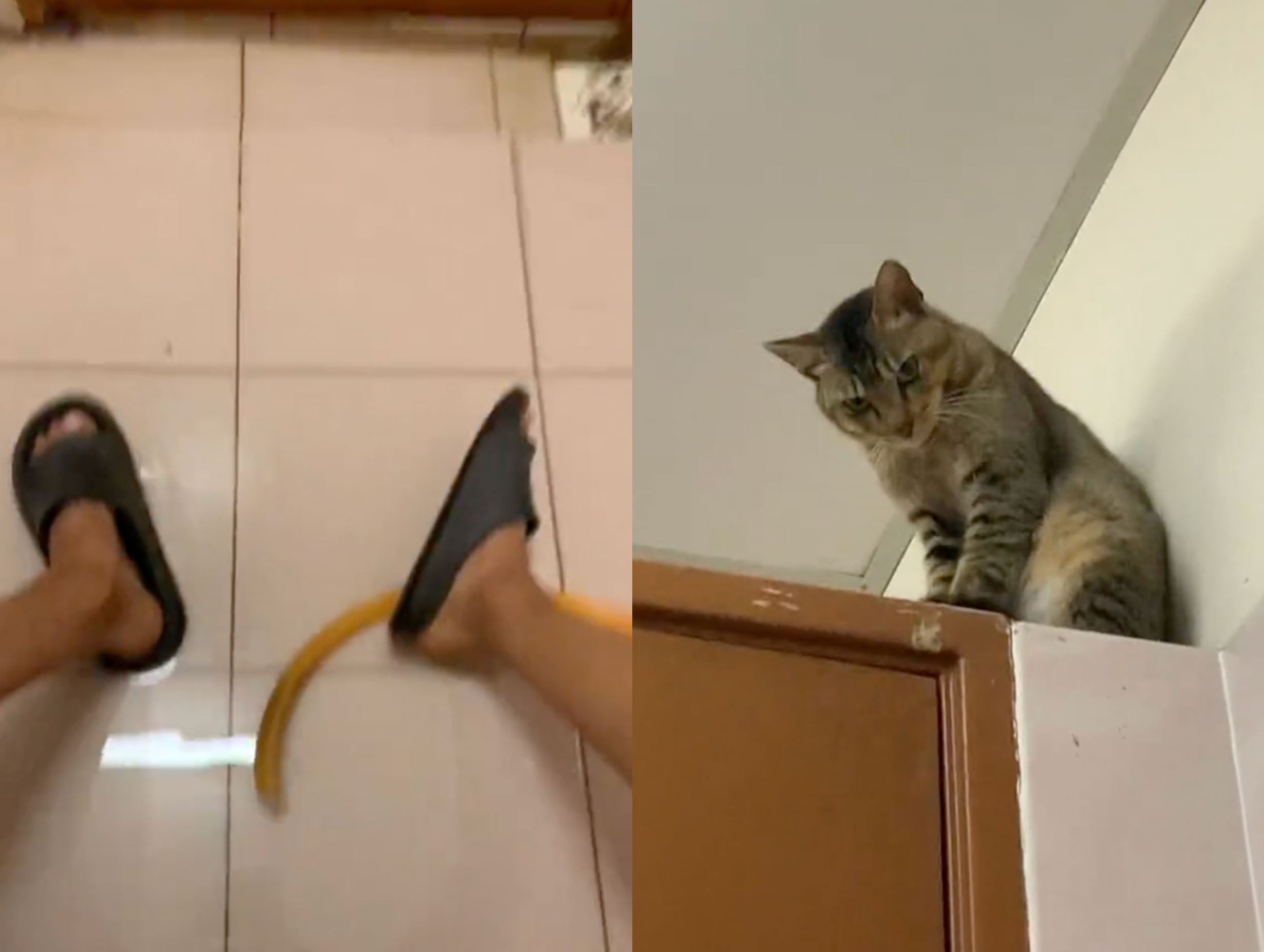 can't do my business in peace!” malaysian finds himself being watched by cat while in the bathroom
