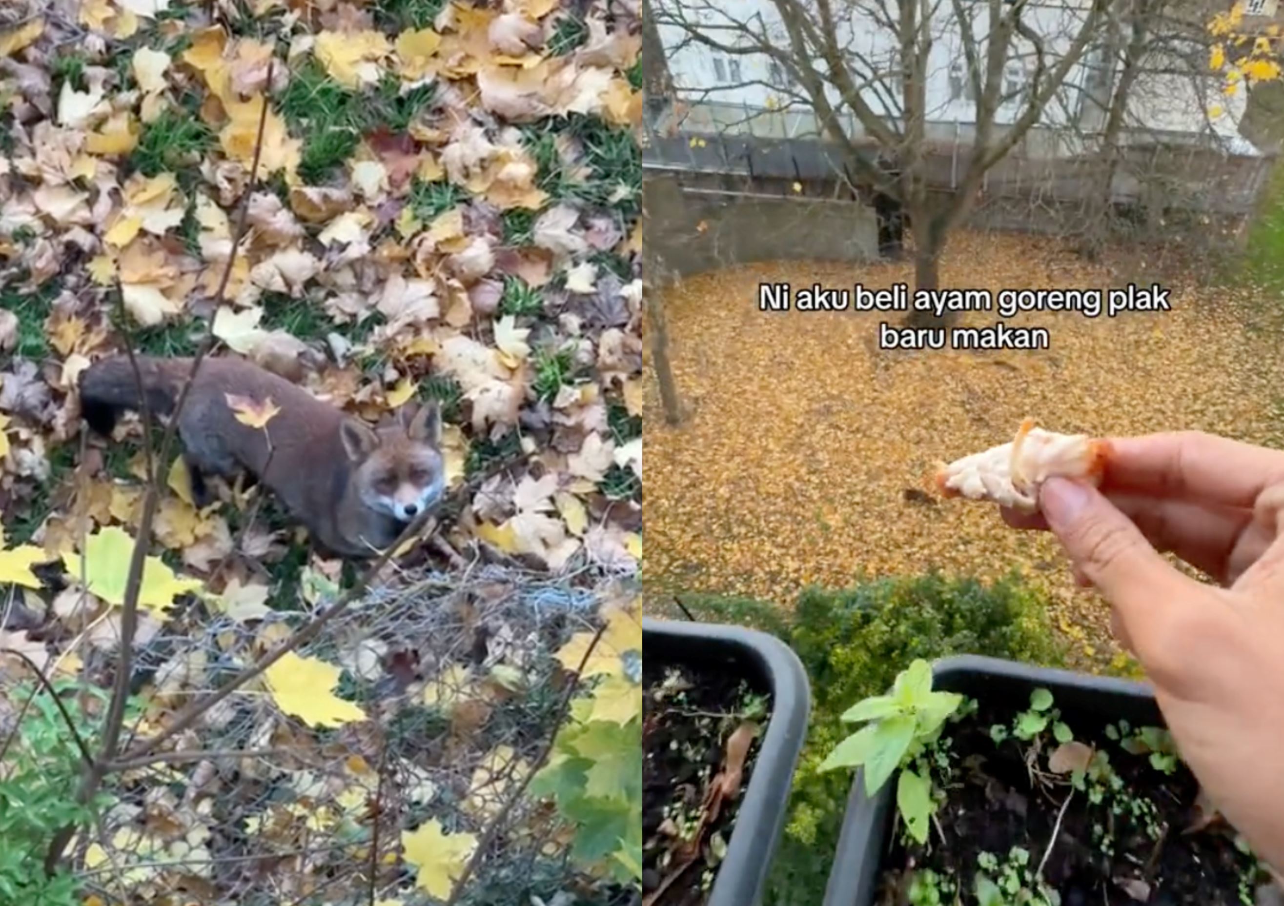 what a dream! malaysian living in london shares experience feeding fox that visits his backyard 
