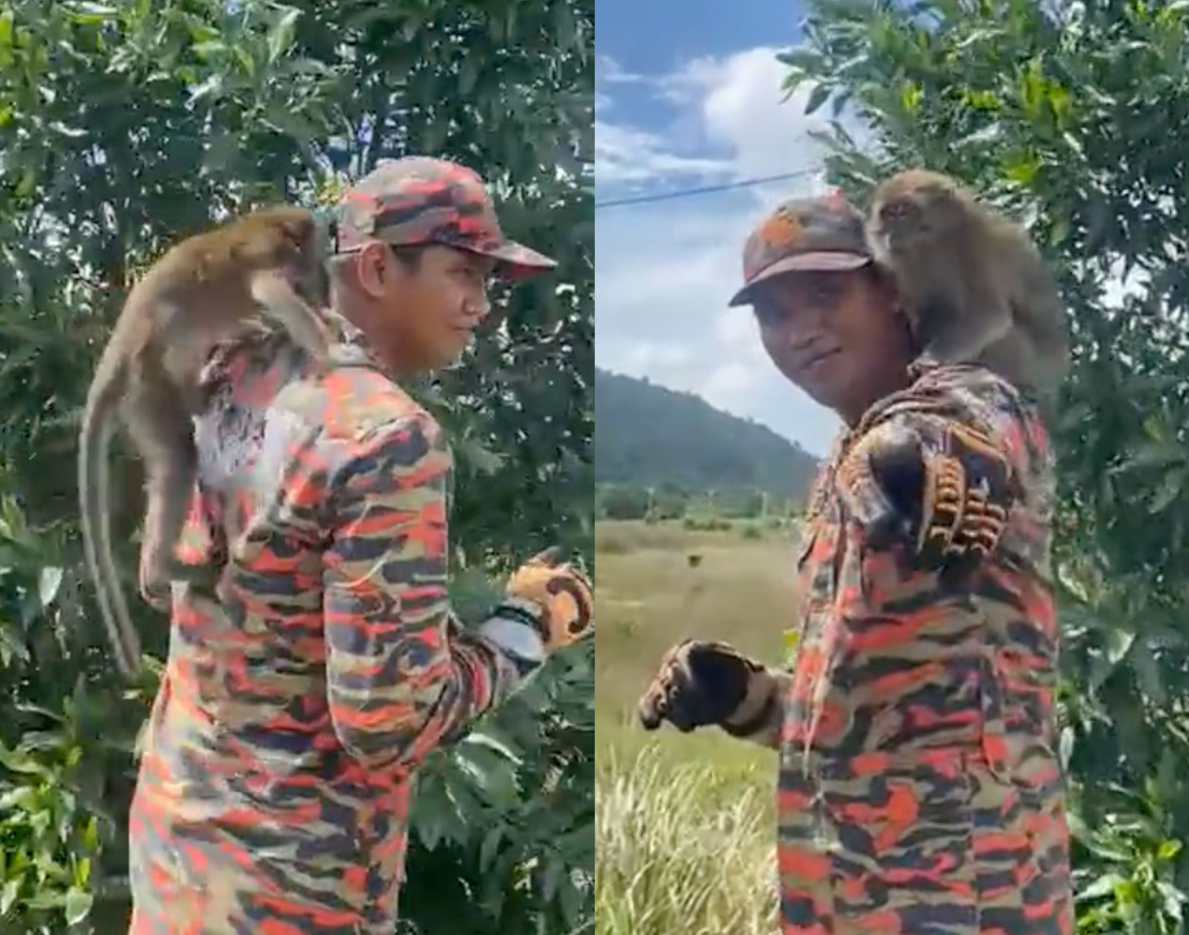 abang bomba releases monkey back into forest, but it refuses to leave his side, stealing netizens' hearts!