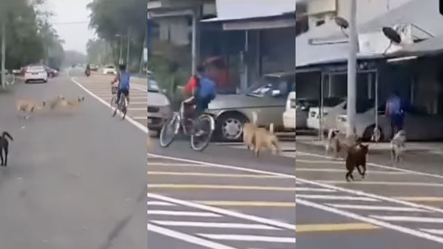 anjing liar takutkan murid sekolah, boleh bahayakan nyawa