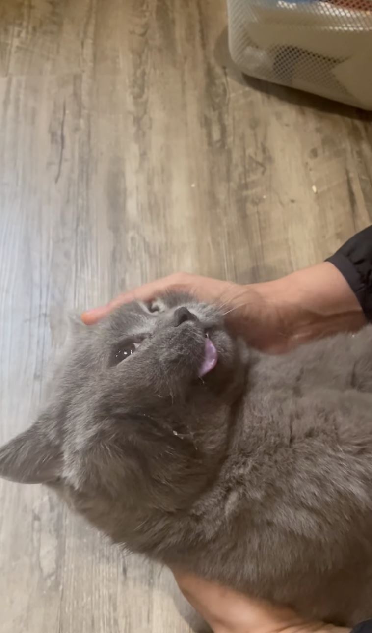 “orang tak bela kucing, tak faham apa kita rasa,” rita rudaini terlalu sedih kucing kesayangan mati