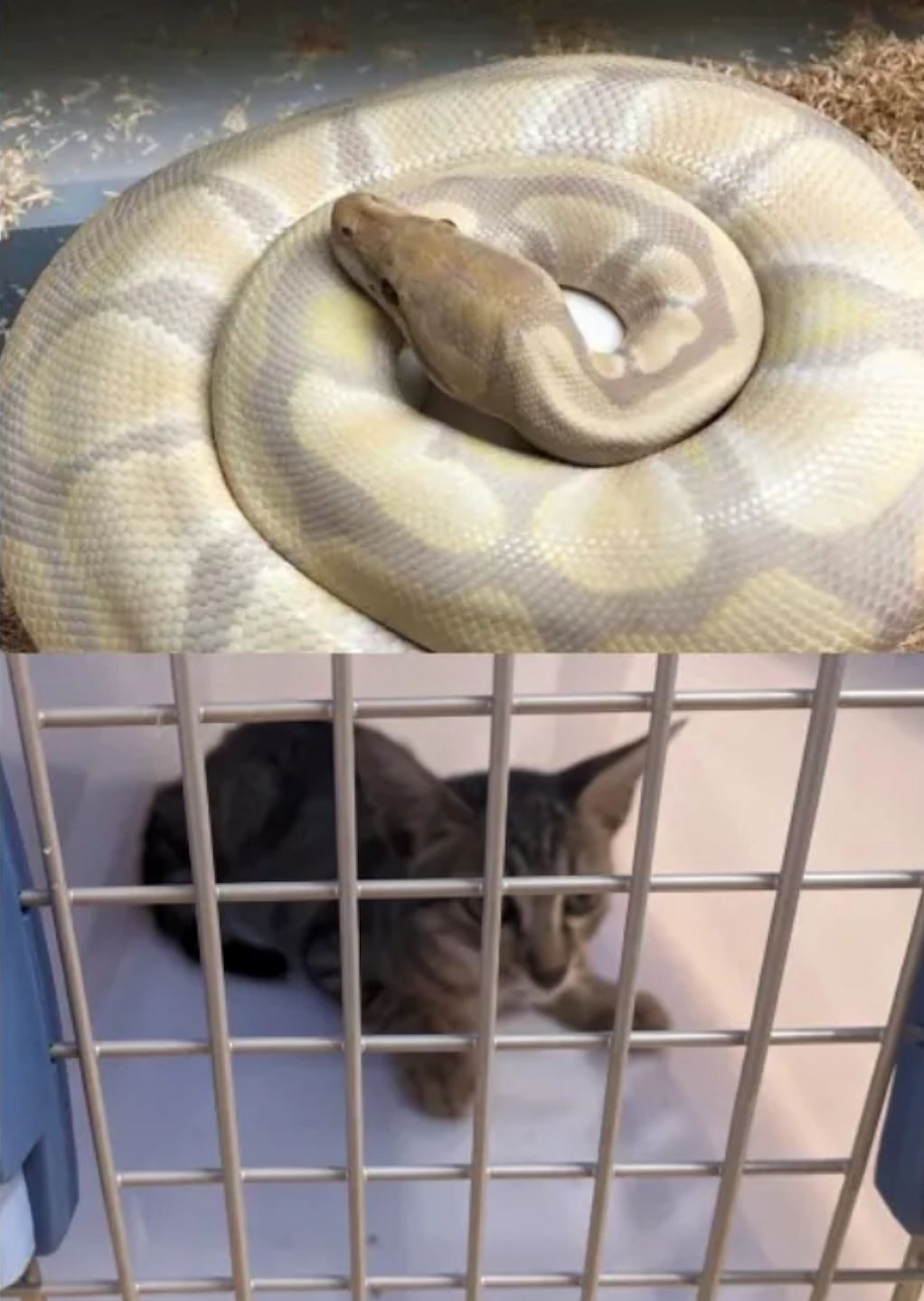 lelaki ini dikecam mahu bela kucing untuk jadi makanan ular peliharaannya