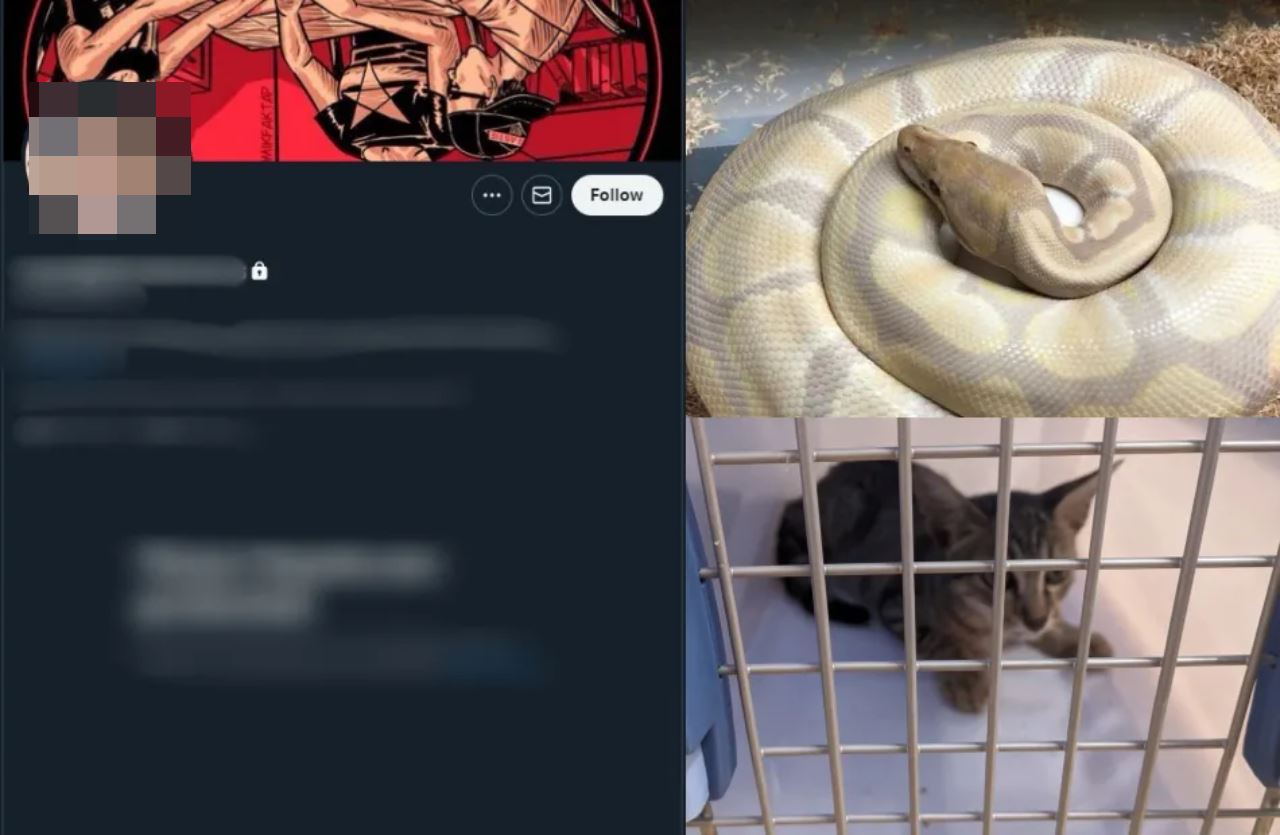 lelaki ini dikecam mahu bela kucing untuk jadi makanan ular peliharaannya