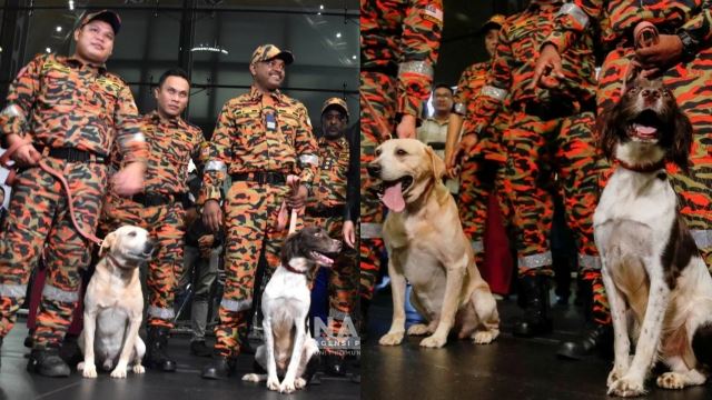 denti, frankie anjing pengesan k9 ‘lebar sayap’ jalan tugas di turkiye
