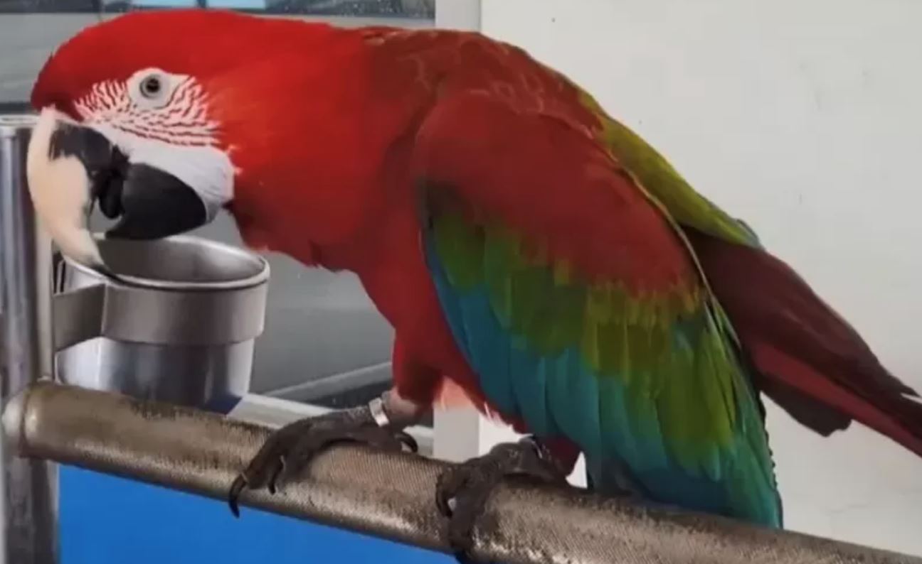 taiwanese man jailed for two months after his pet parrot injures runner at the park