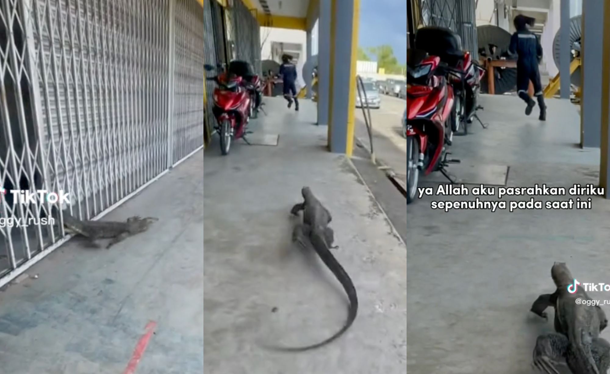 chaotic video shows scared monitor lizard chasing man, netizens amused!