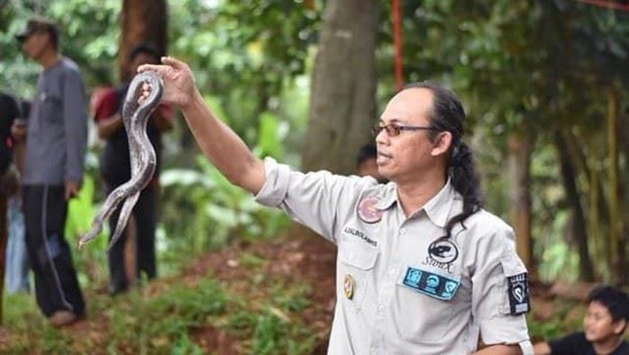 pengendali ular dipatuk king cobra ketika melakukan sesi latihan