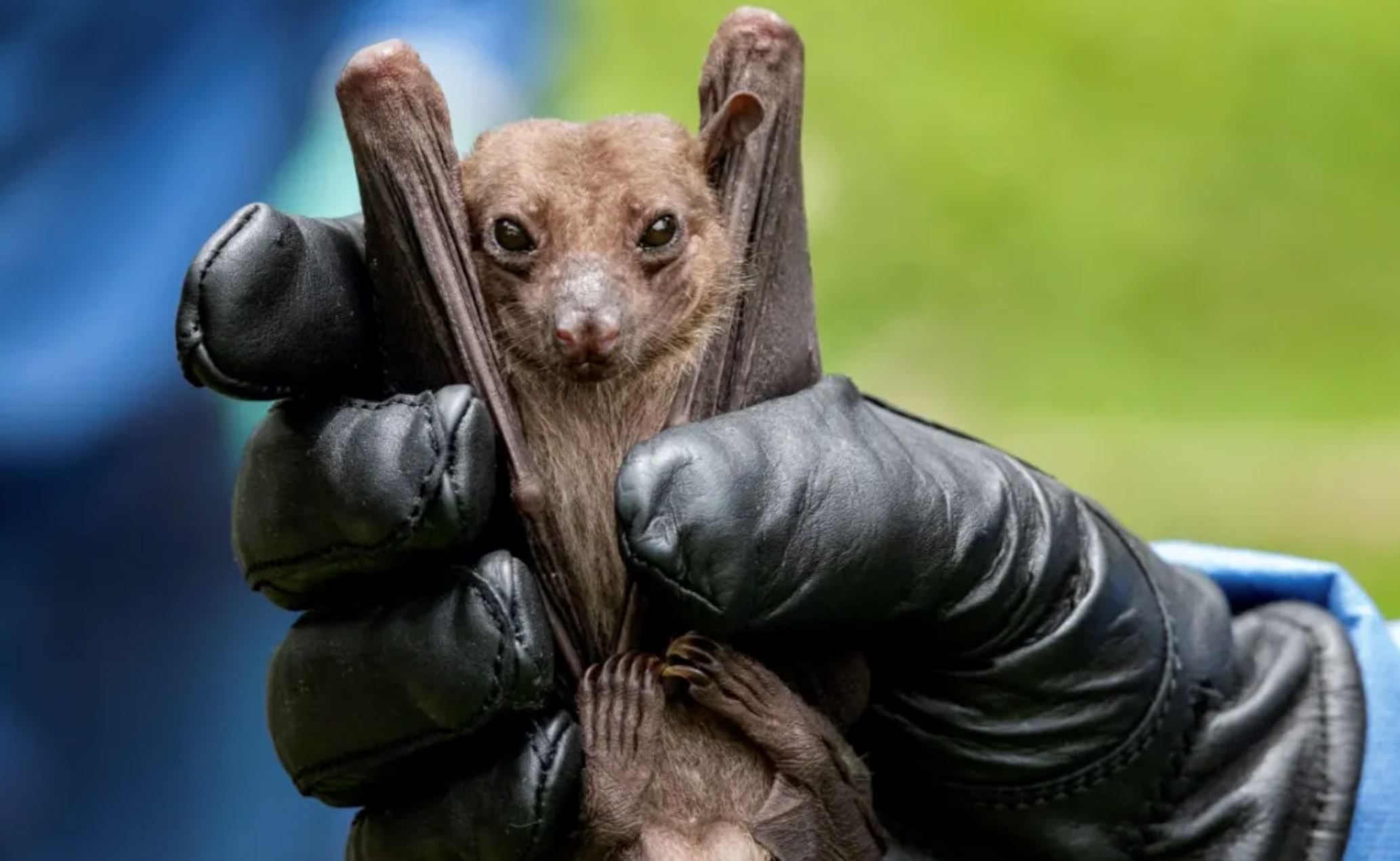 who confirms marburg virus outbreak after nine deaths reported in equatorial guinea