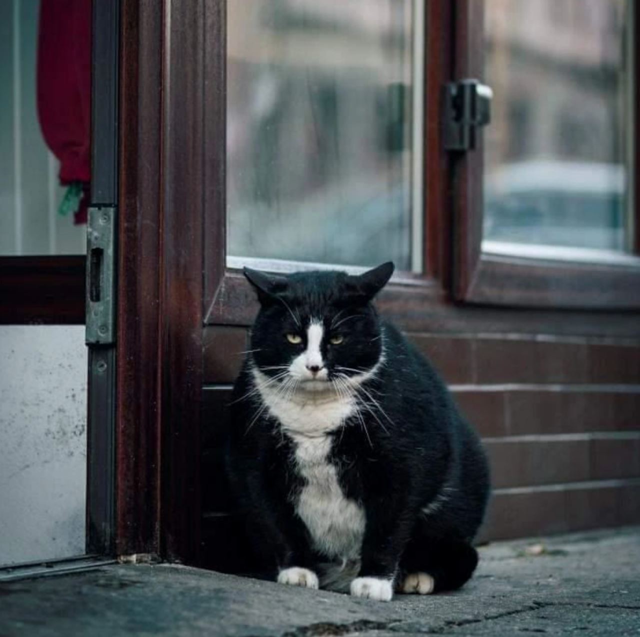 kucing gemuk berjaya tarik pelancong lawat ke bandar kecil ini