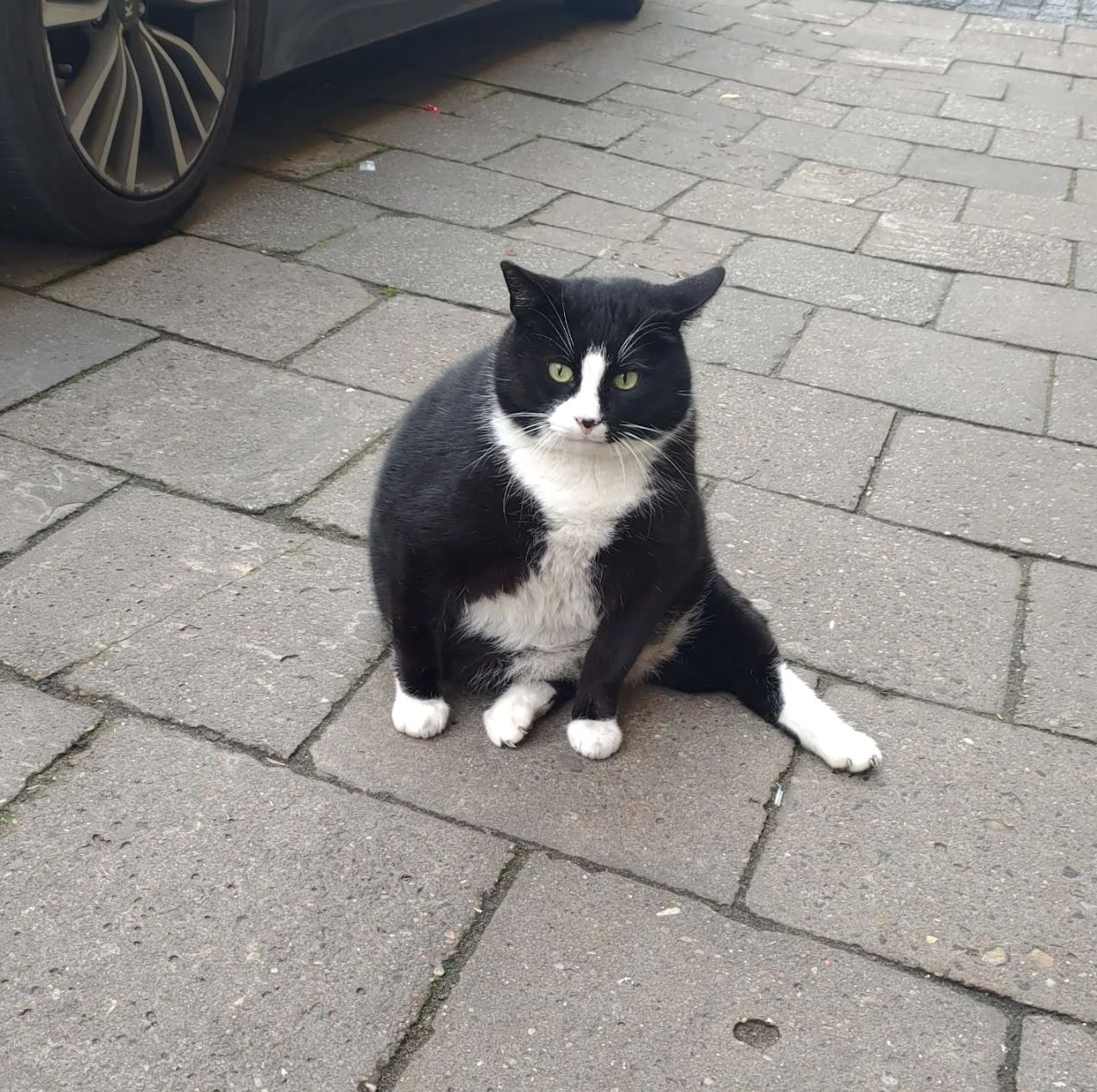 kucing gemuk berjaya tarik pelancong lawat ke bandar kecil ini