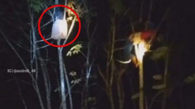 gadis bergayut atas pokok tinggi, dakwa dirasuk makhluk halus