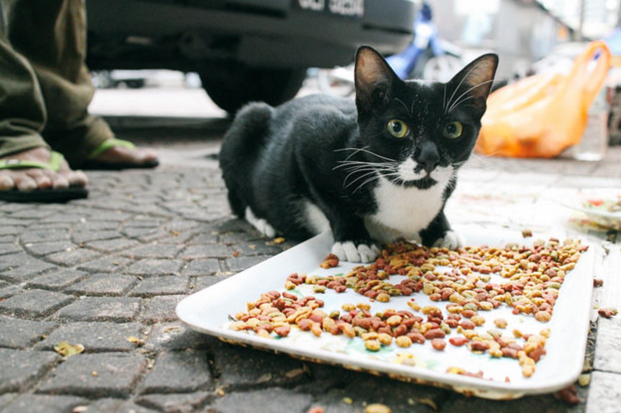 pet store offers menu rahmah for cats, owners can choose between kibbles or wet food!