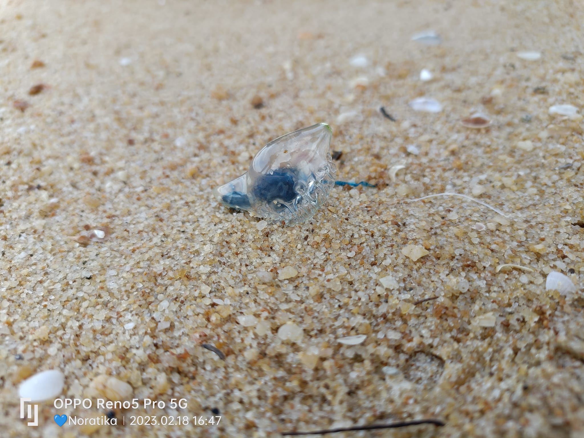 “they’re painful!” portuguese man o’war jellyfish spotted at terengganu beach