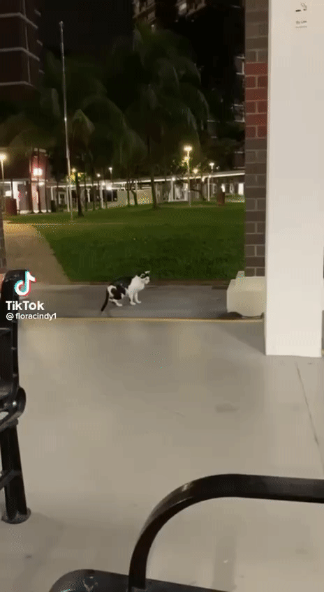 tikus dirakam sedang kejar seekor kucing, “langgar hukum alam ni..” [video]