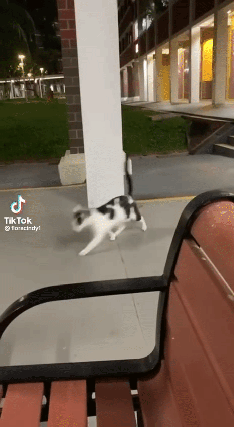 tikus dirakam sedang kejar seekor kucing, “langgar hukum alam ni..” [video]