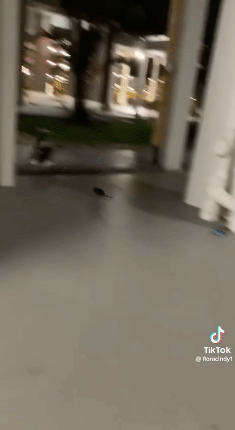 tikus dirakam sedang kejar seekor kucing, “langgar hukum alam ni..” [video]