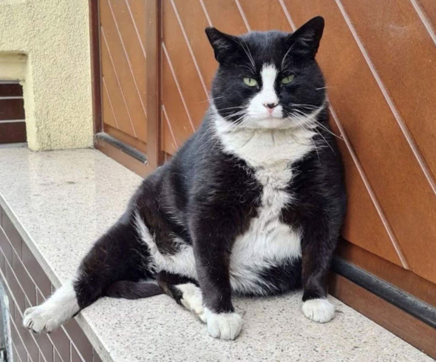 tuxedo cat becomes city in polish’s top-rated tourist attraction receiving 5-star reviews online!