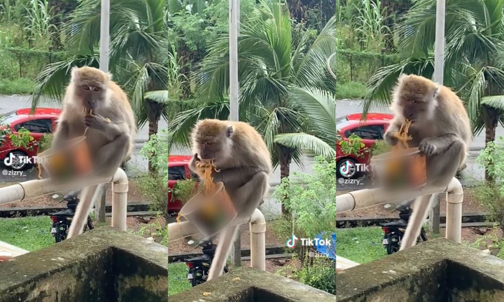 video of monkey eating spicy instant noodles went viral, netizens amused