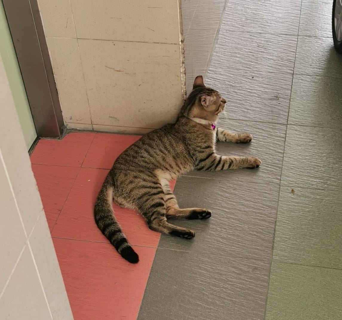 pemilik samseng dicari lepas buang air merata dan bunuh merpati