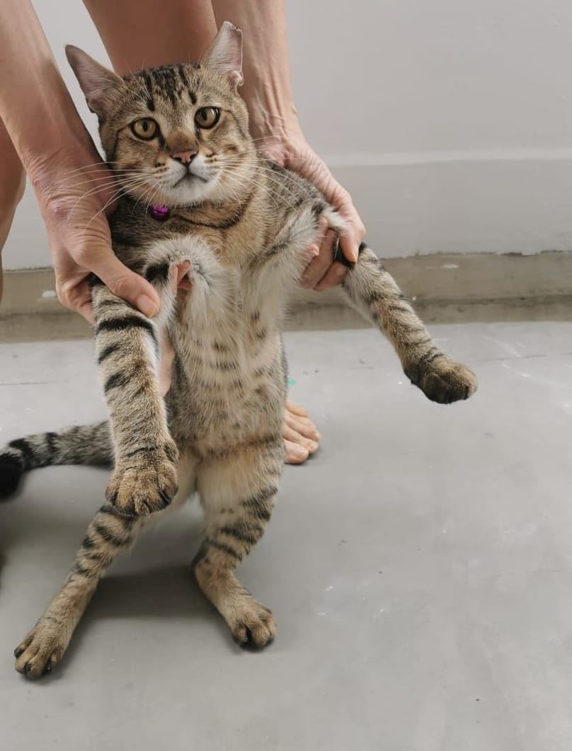 pemilik samseng dicari lepas buang air merata dan bunuh merpati