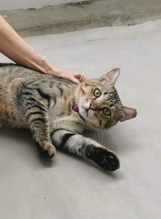 pemilik samseng dicari lepas buang air merata dan bunuh merpati