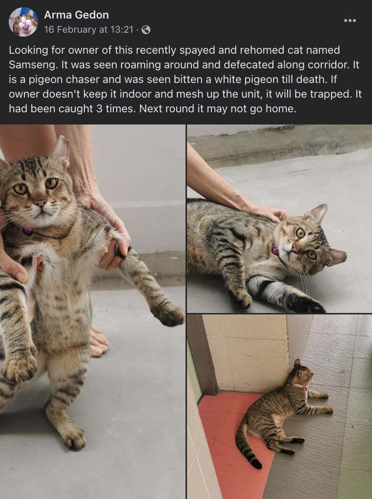 pemilik samseng dicari lepas buang air merata dan bunuh merpati