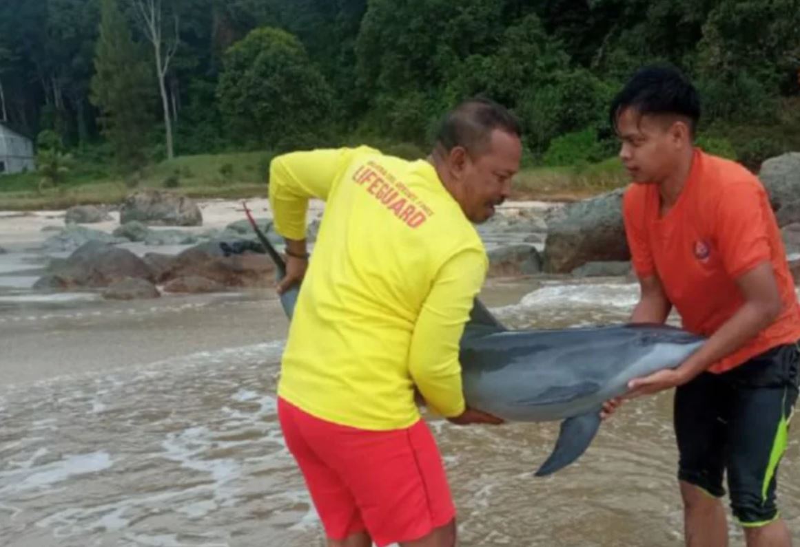 bottlenose dolphin found stranded on johor beach, safely returned back into the ocean