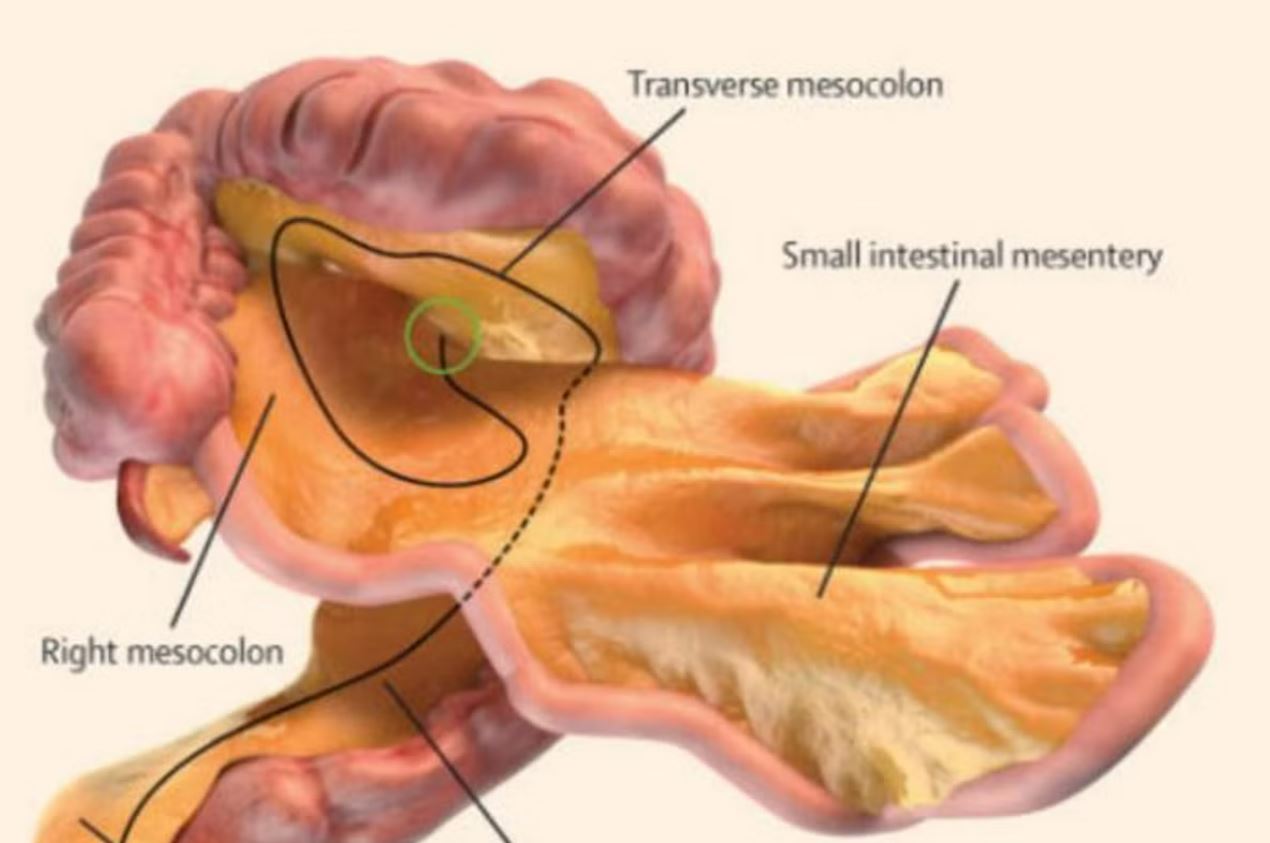 scientists say they have found a new organ in the human body “hiding in plain sight”