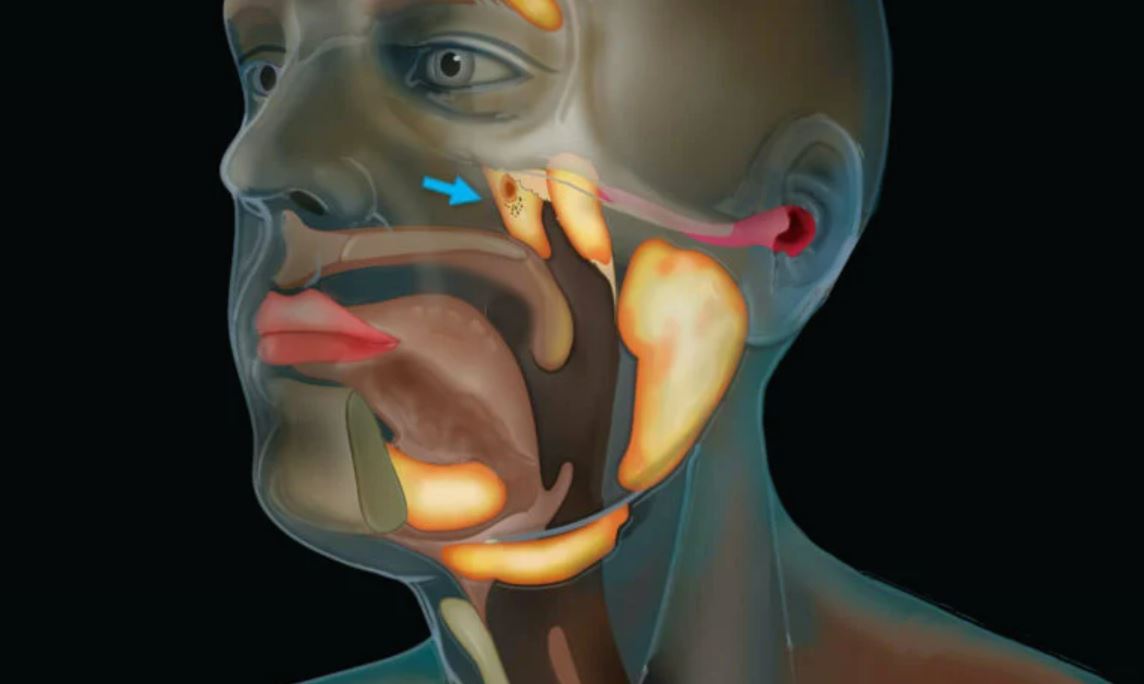 scientists say they have found a new organ in the human body “hiding in plain sight”