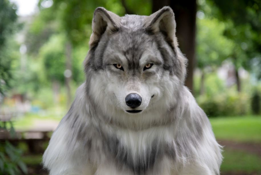 japanese man spends over rm100k buying hyper-realistic costume to become a wolfjapanese man spends over rm100k buying hyper-realistic costume to become a wolf