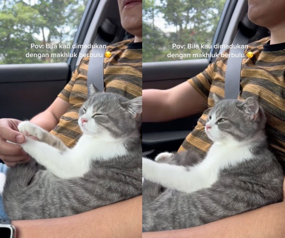 “amboi tak hormat betul bini kat sebelah,” gelagat kucing jadi ‘perampas’ curi perhatian ramai [video]