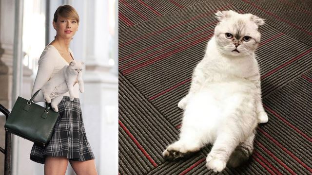 taylor-swift-cat-olivia-640.png