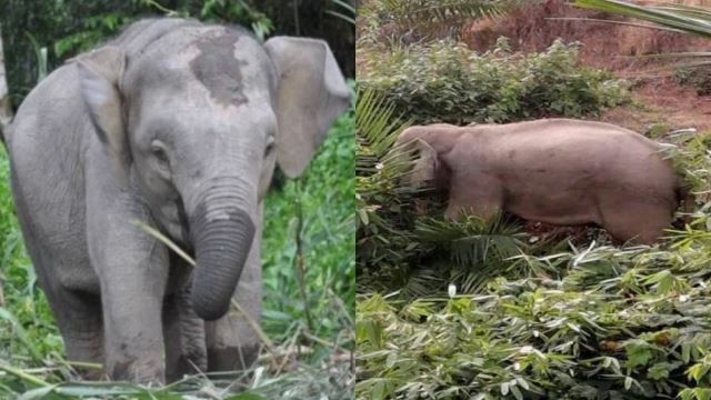 elak provokasi, apa perlu buat bila terserempak gajah?