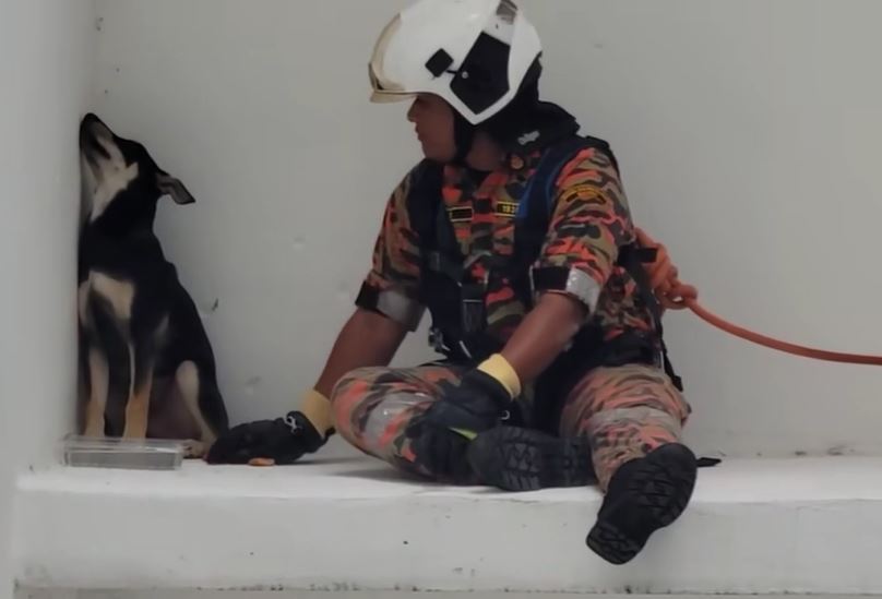 video of abang bomba saving shy puppy went viral, netizens compare the doggo to an “upset girlfriend”