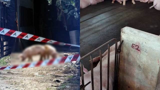  4 lagi ladang babi di pulau pinang positif wabak asf