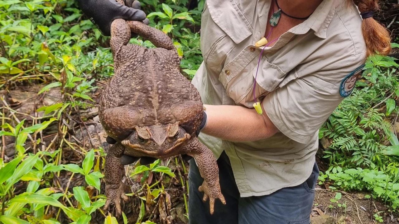 mungkin yang paling besar di dunia, katak gergasi ditemui berat cecah 3kg!
