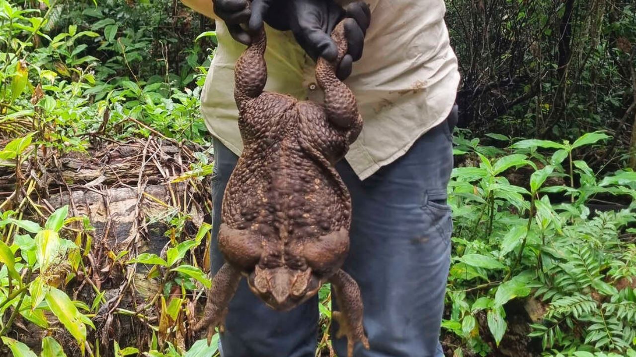 mungkin yang paling besar di dunia, katak gergasi ditemui berat cecah 3kg!