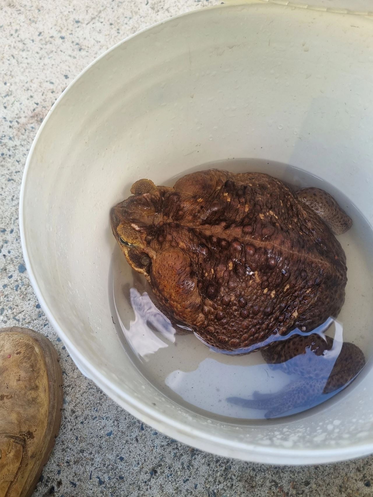 mungkin yang paling besar di dunia, katak gergasi ditemui berat cecah 3kg!