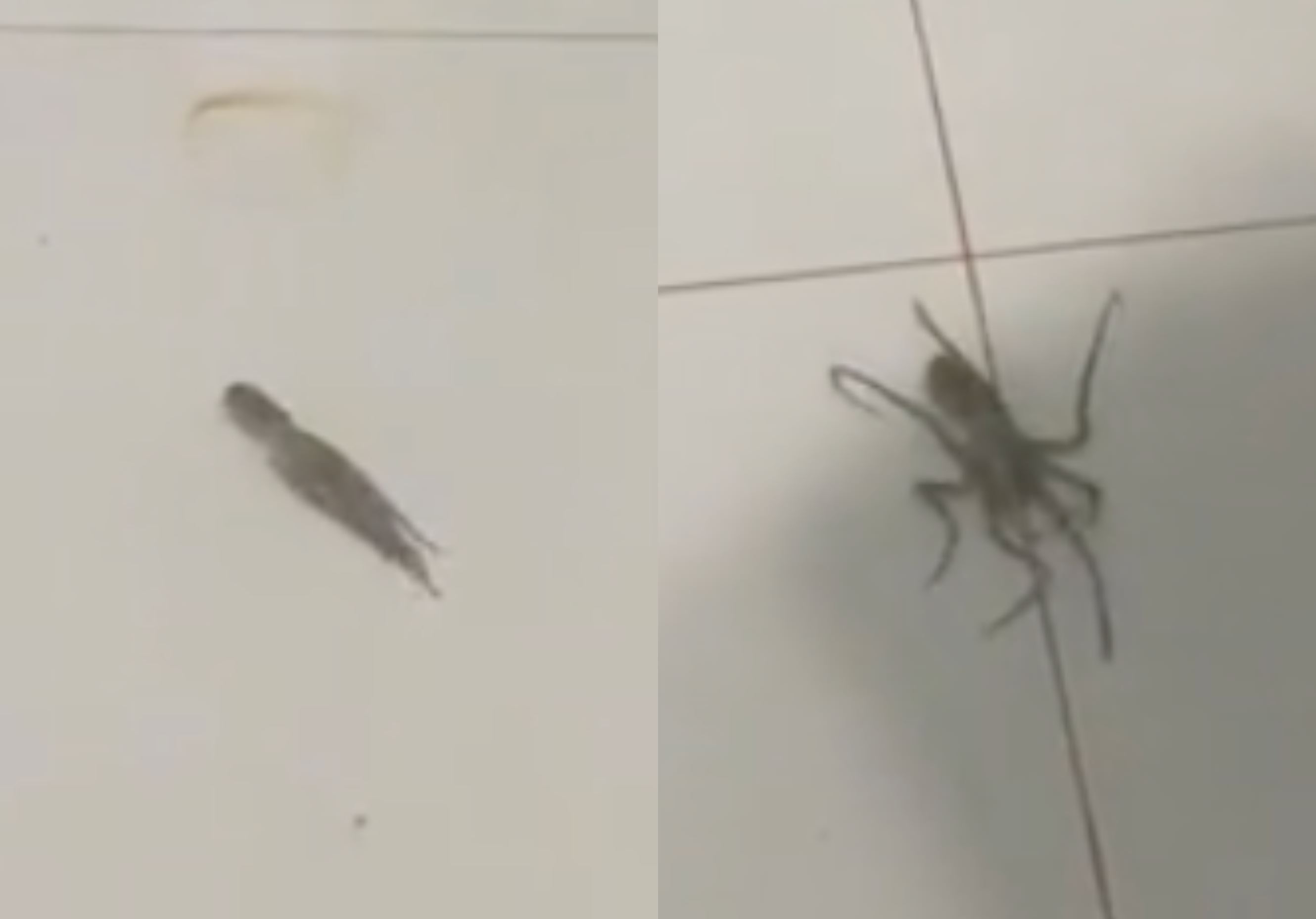 video of tiny octopus swimming in bedroom during flood went viral, m’sians amused!