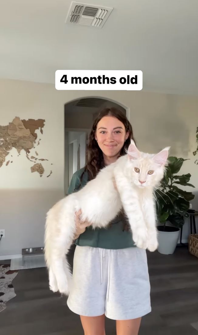 anak kucing kini sebesar budak lima tahun, saiz kucing milik wanita ini kejutkan ramai