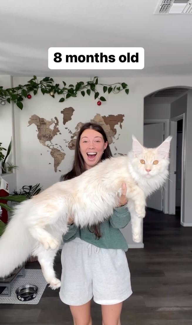 anak kucing kini sebesar budak lima tahun, saiz kucing milik wanita ini kejutkan ramai